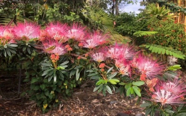 Pink powder puff blossoms in a lush garden