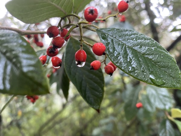 Red berries with raindrops among glossy green leaves