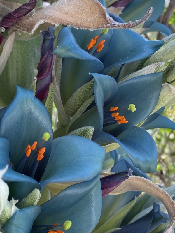 Turquoise Puya flowers with bright orange stamens