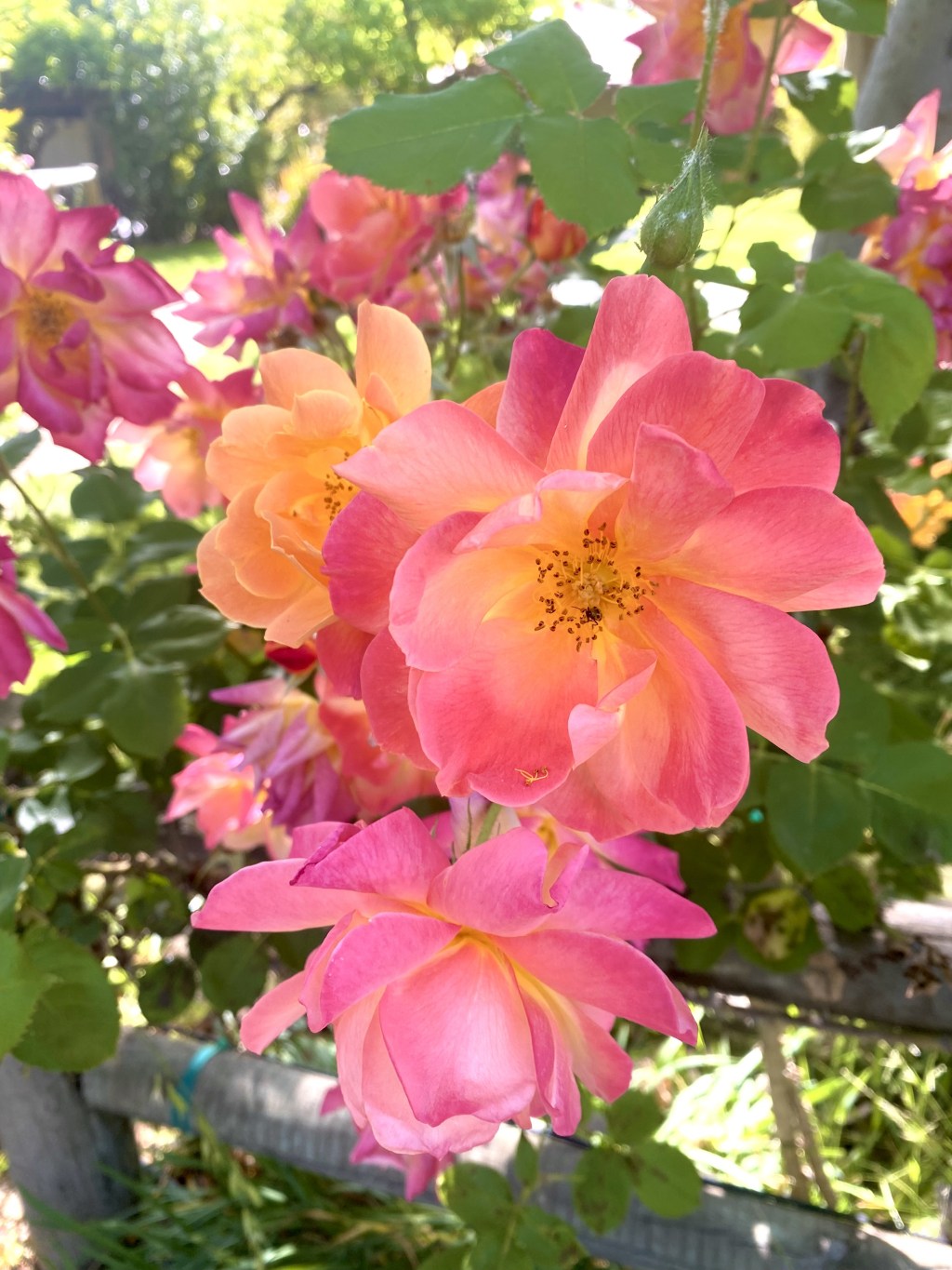 The Healing Power of Gratitude and&nbsp;Generosity